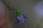 Small bonny bellflower